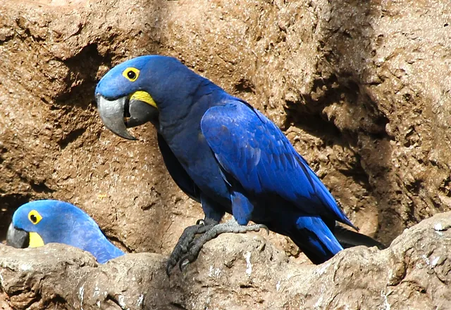 Un ara giacinto dalle piume blu intenso posato su una roccia, con un secondo esemplare che spunta nell'angolo