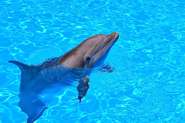 Un delfino tursiope che affiora dall'acqua azzurra e limpida a Loro Parque