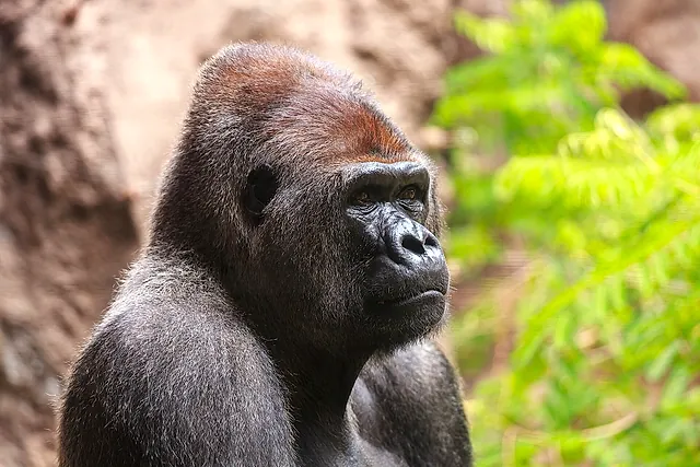 Portrait of a western lowland gorilla looking to the side, with green leaves behind