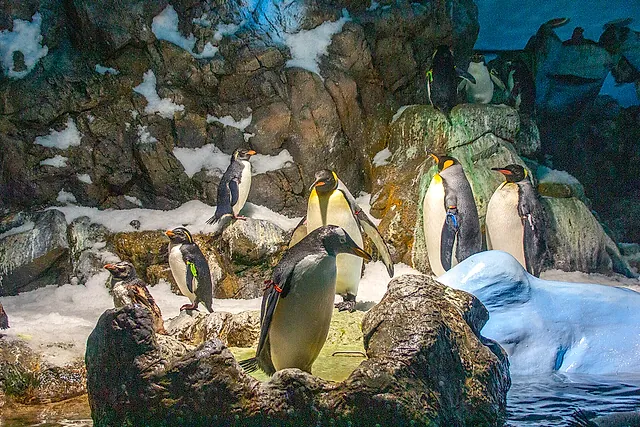 Pinguini reali e altre specie sulle rocce e sulla neve nell'habitat interno dei pinguini di Loro Parque